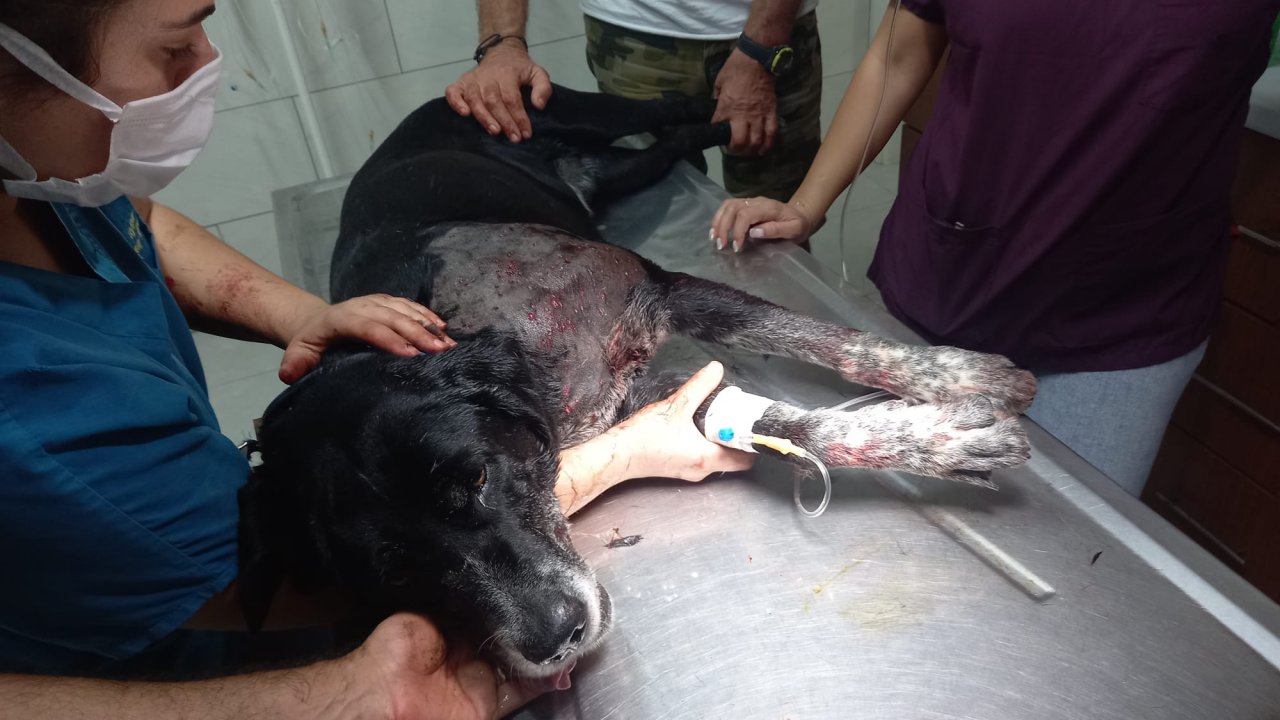 TÜFEKLE KÖPEĞE ATEŞ EDEN ŞÜPHELİ, 3 KİŞİYİ YARALADI