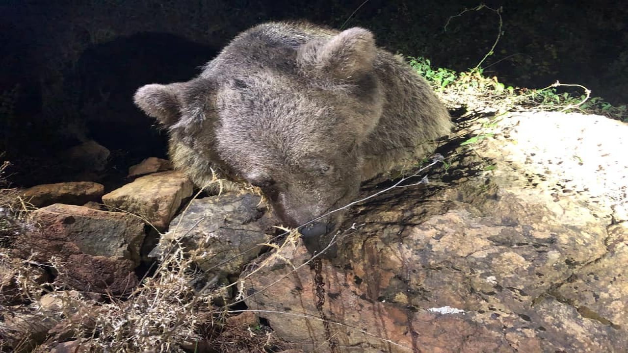 MARMARİS'TE ÖLÜ AYI BULUNDU