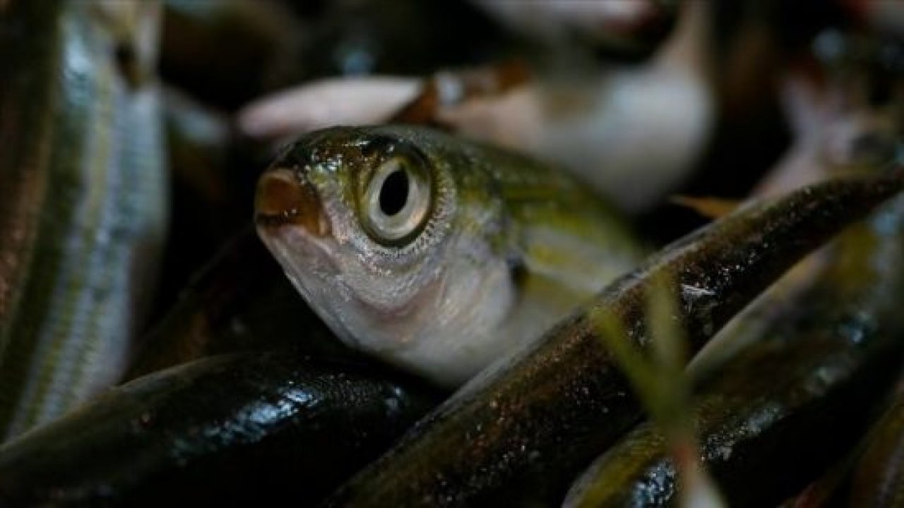 BAZI BALIK TÜRLERİ TESCİL EDİLDİ