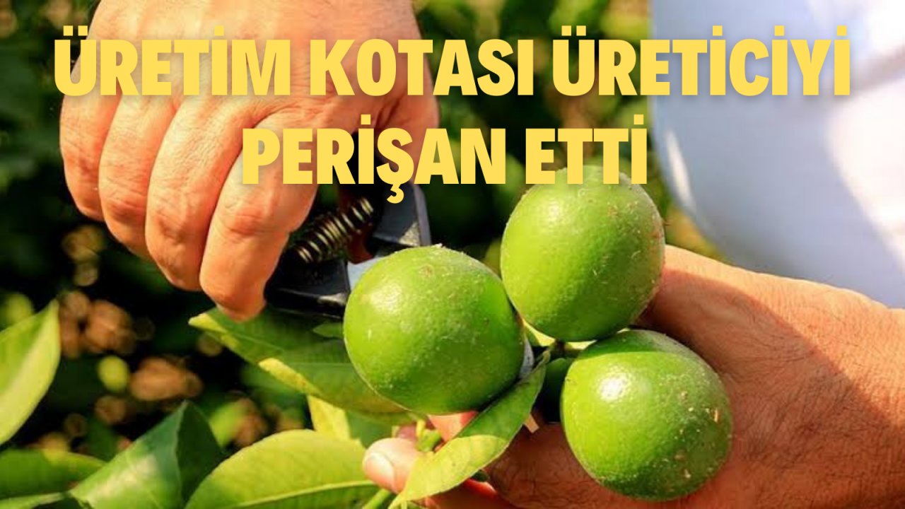 İHRACAT KOTASI ÜRETİCİYİ PERİŞAN ETTİ