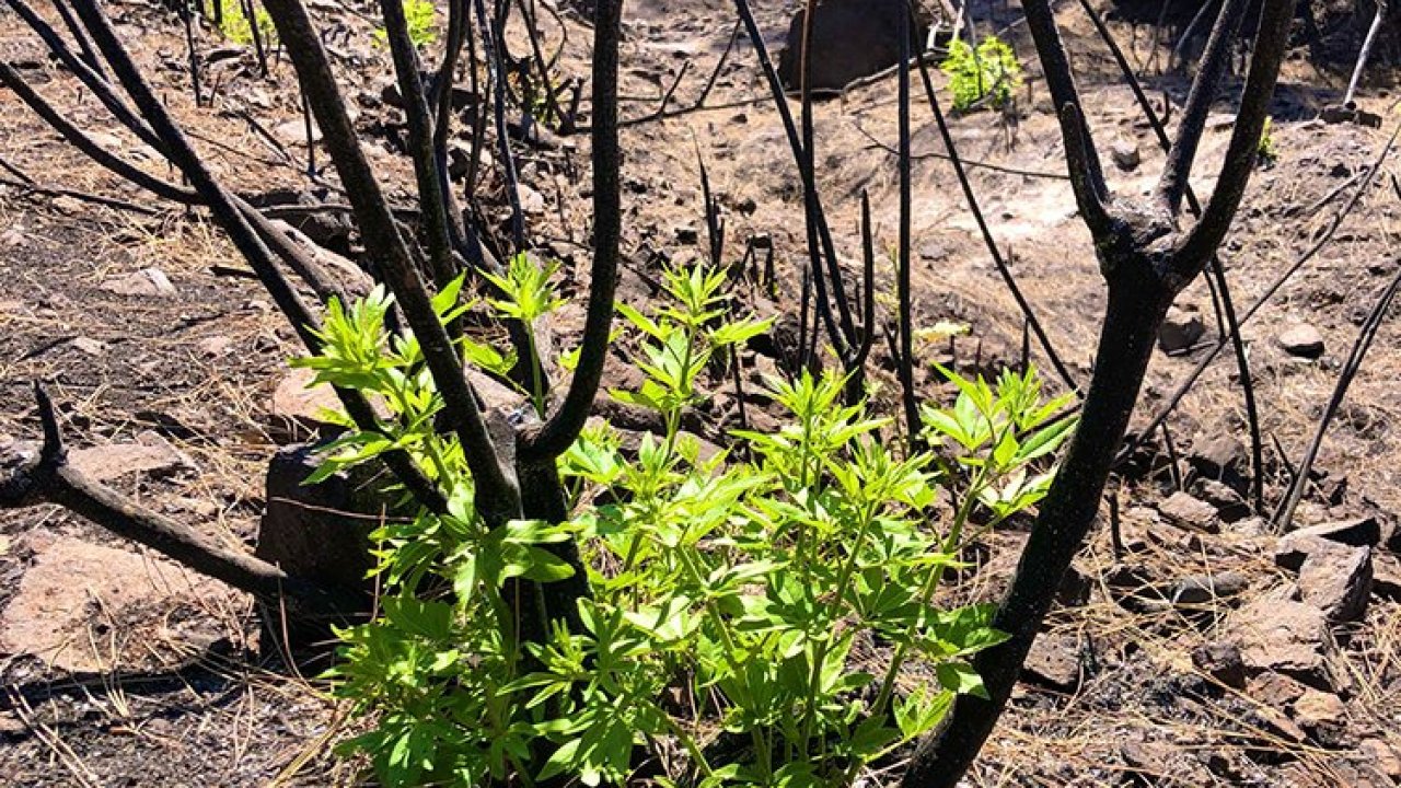 11 KASIM’DA 27 MİLYON FİDAN TOPRAKLA BULUŞACAK