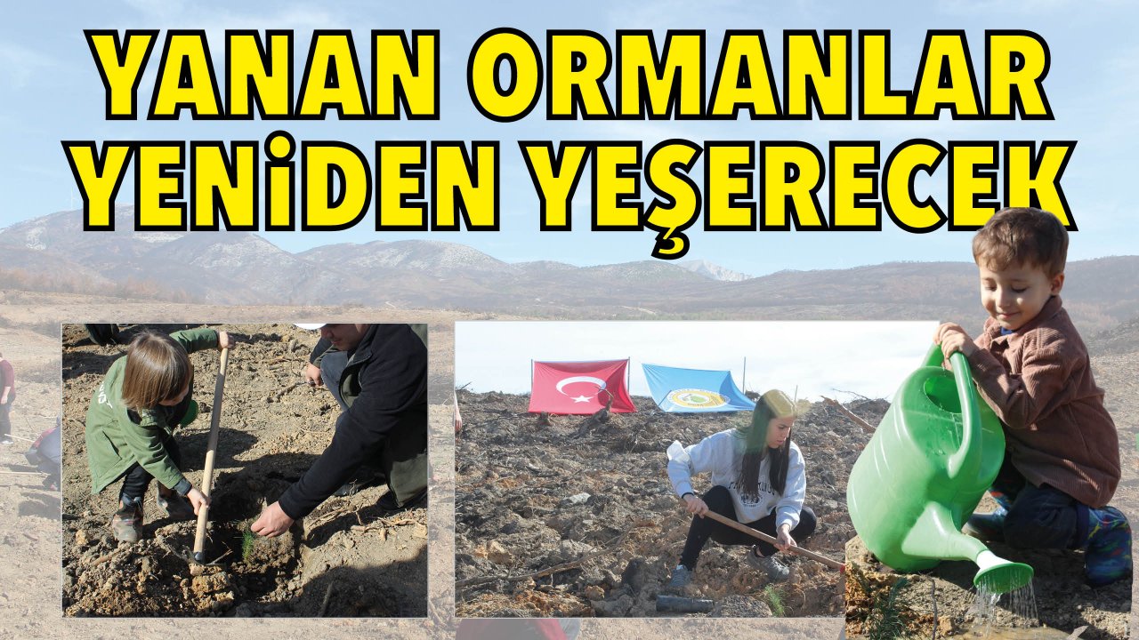 YANAN ORMANLAR YENİDEN YEŞERECEK