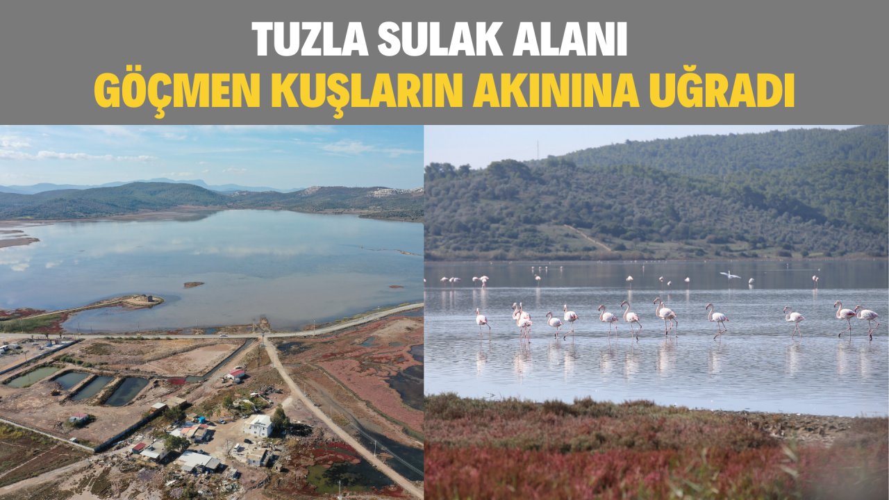TUZLA SULAK ALANI GÖÇMEN KUŞLARIN AKININA UĞRADI