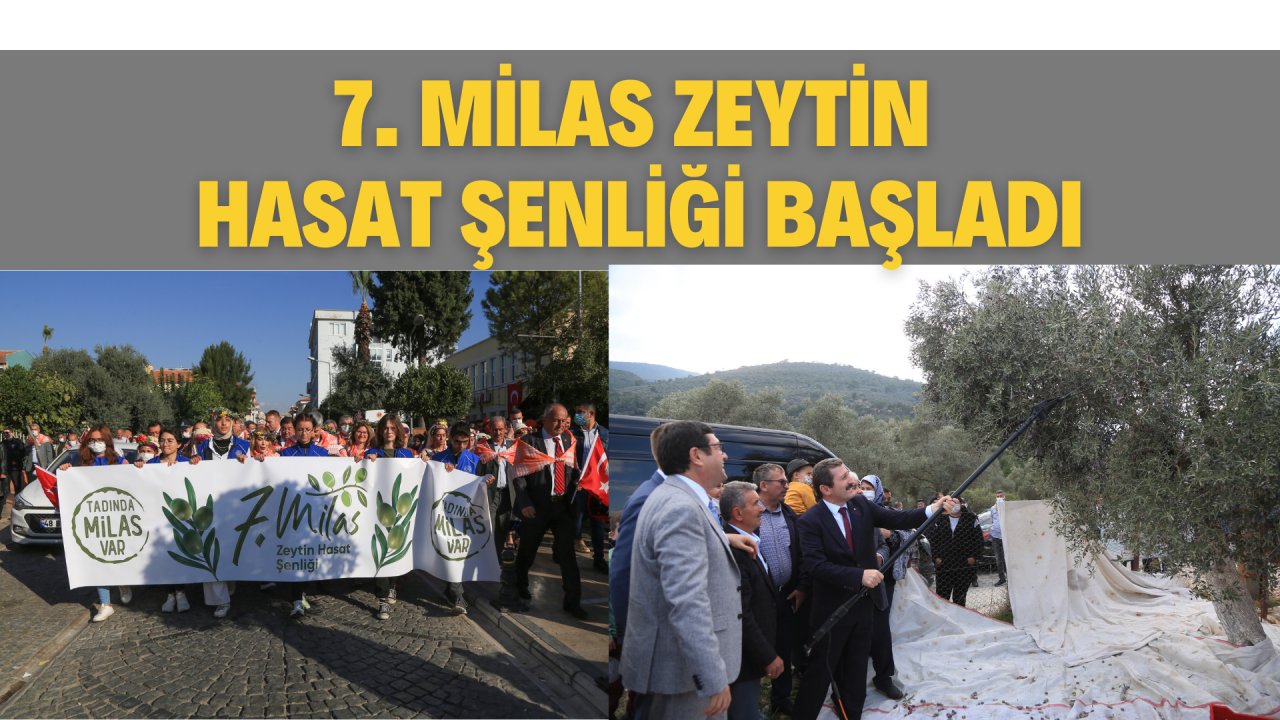 7. MİLAS ZEYTİN HASAT ŞENLİĞİ BAŞLADI