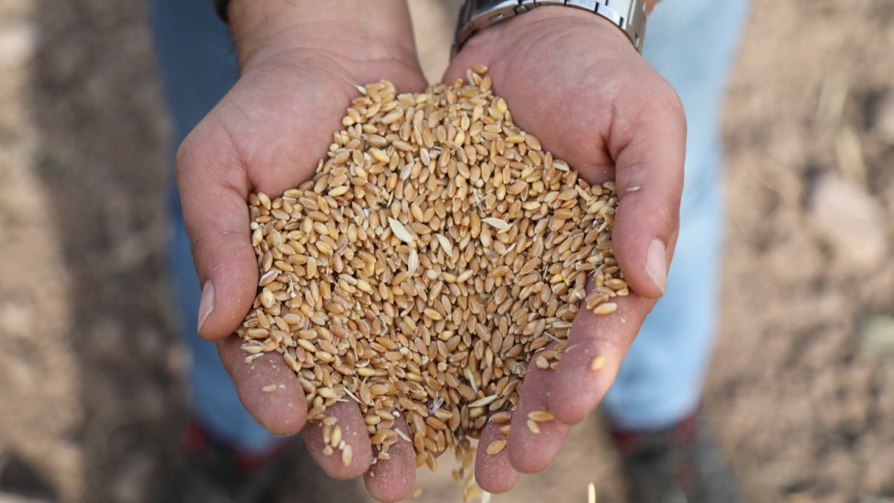 KESİNTİSİZ YEREL TOHUM ÇOĞALTIMI PLANLANIYOR