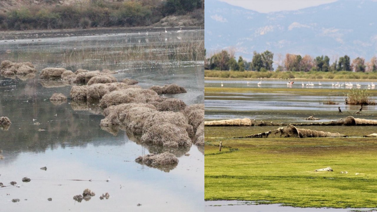KUŞ CENNETİNİ TÜP KURTLARI İSTİLA ETTİ