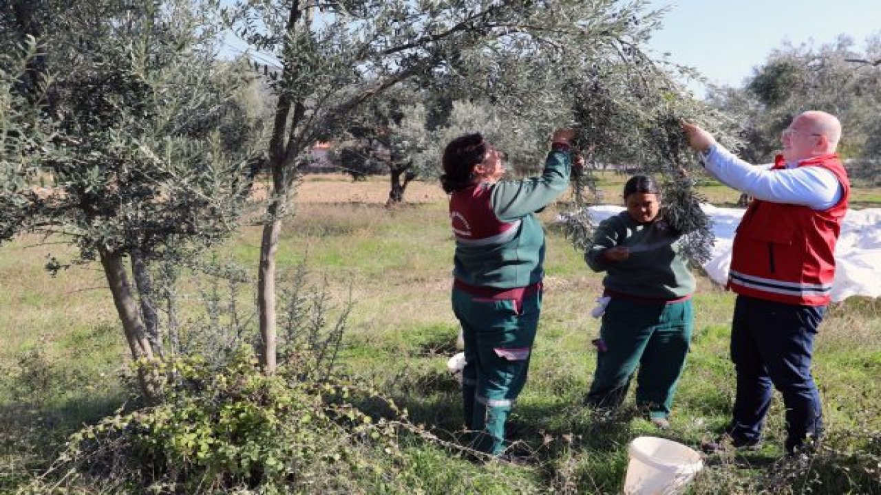 MENTEŞE BELEDİYESİ ZEYTİN HASADINA BAŞLADI