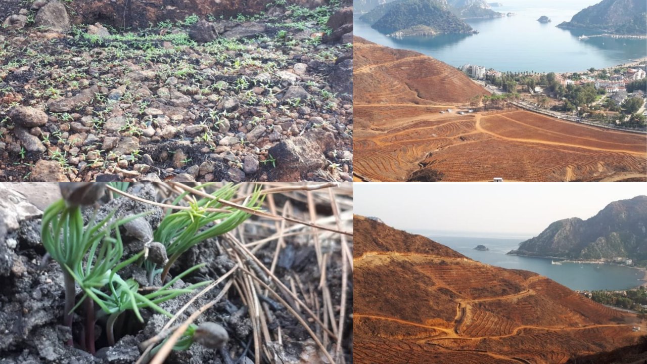 TERASLAMA ÇALIŞMASI DOĞANIN YENİLENMESİNİ DURDURDU
