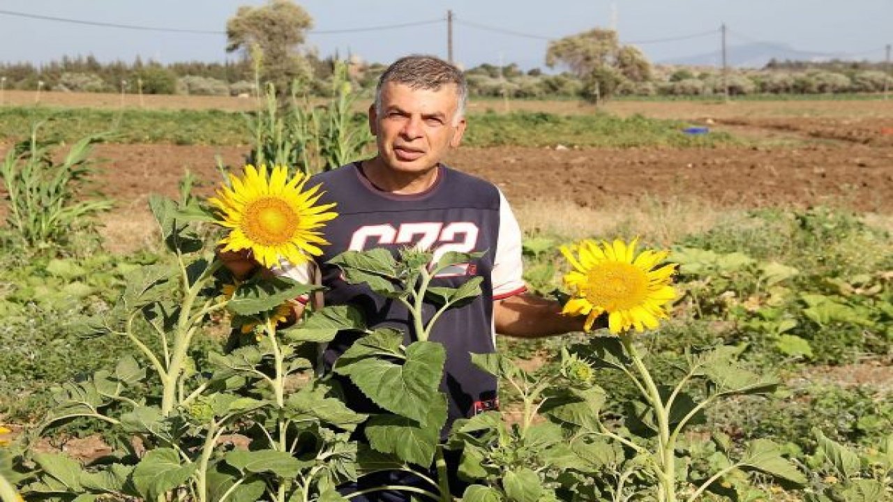 Datça’da ilk yerel tohum hasadı yapıldı