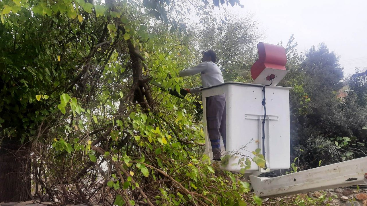 TEHLİKE OLUŞTURACAK AĞAÇ DALLARINA MÜDAHALE EDİLDİ