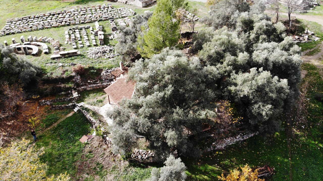 ANIT AĞAÇLAR ZAMANA MEYDAN OKUYOR