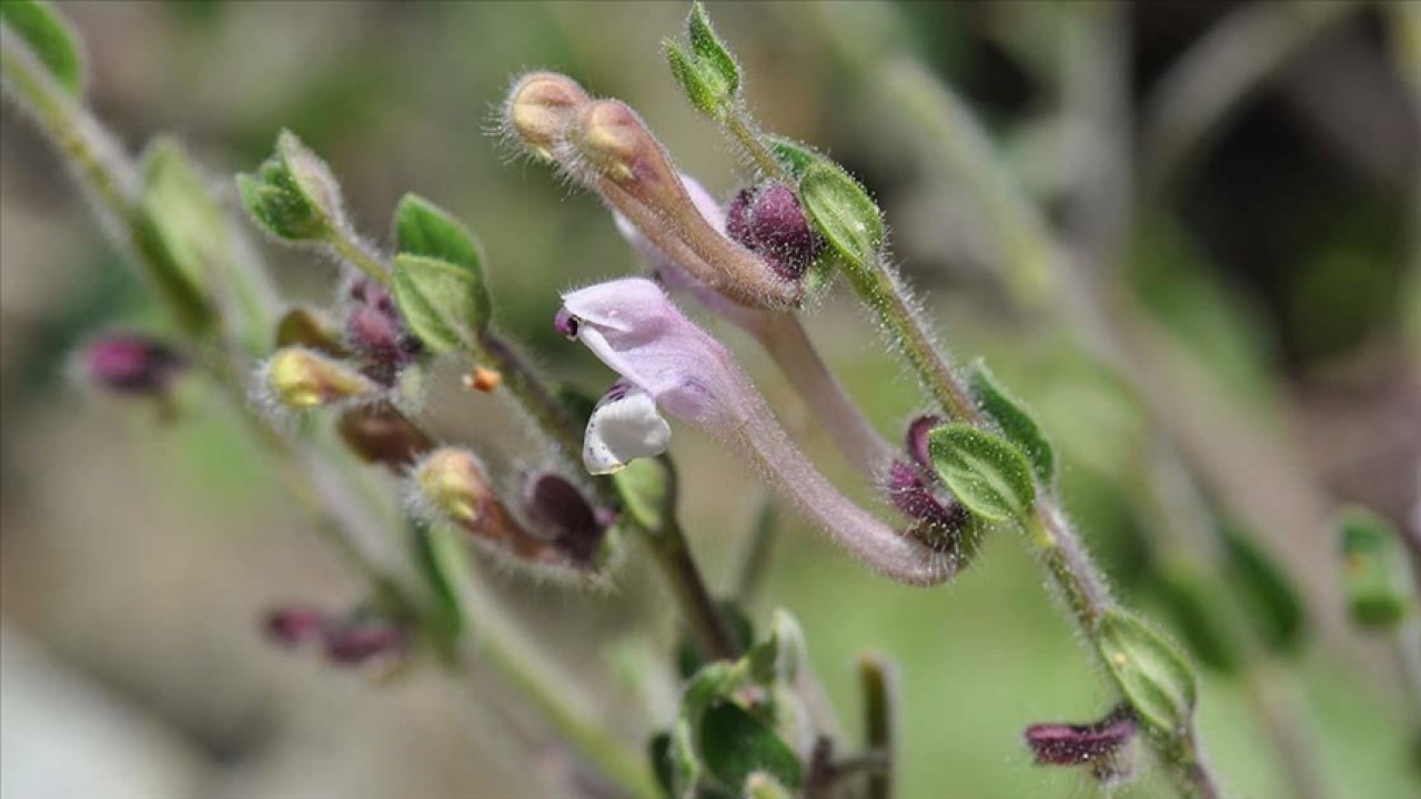 MUĞLA'DA YENİ BİR KASİDE ÇİÇEĞİ TÜRÜ KEŞFEDİLDİ