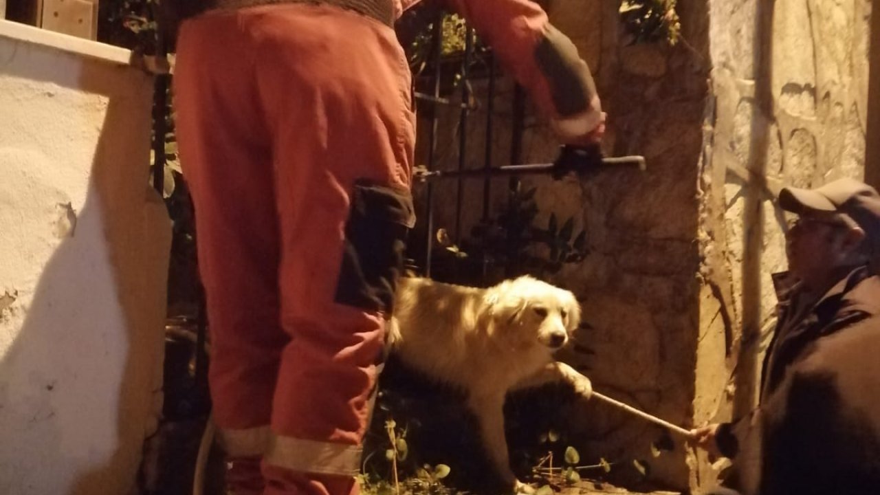 BAHÇE KAPISININ DEMİR KORKULUKLARINA SIKIŞAN KÖPEK KURTARILDI