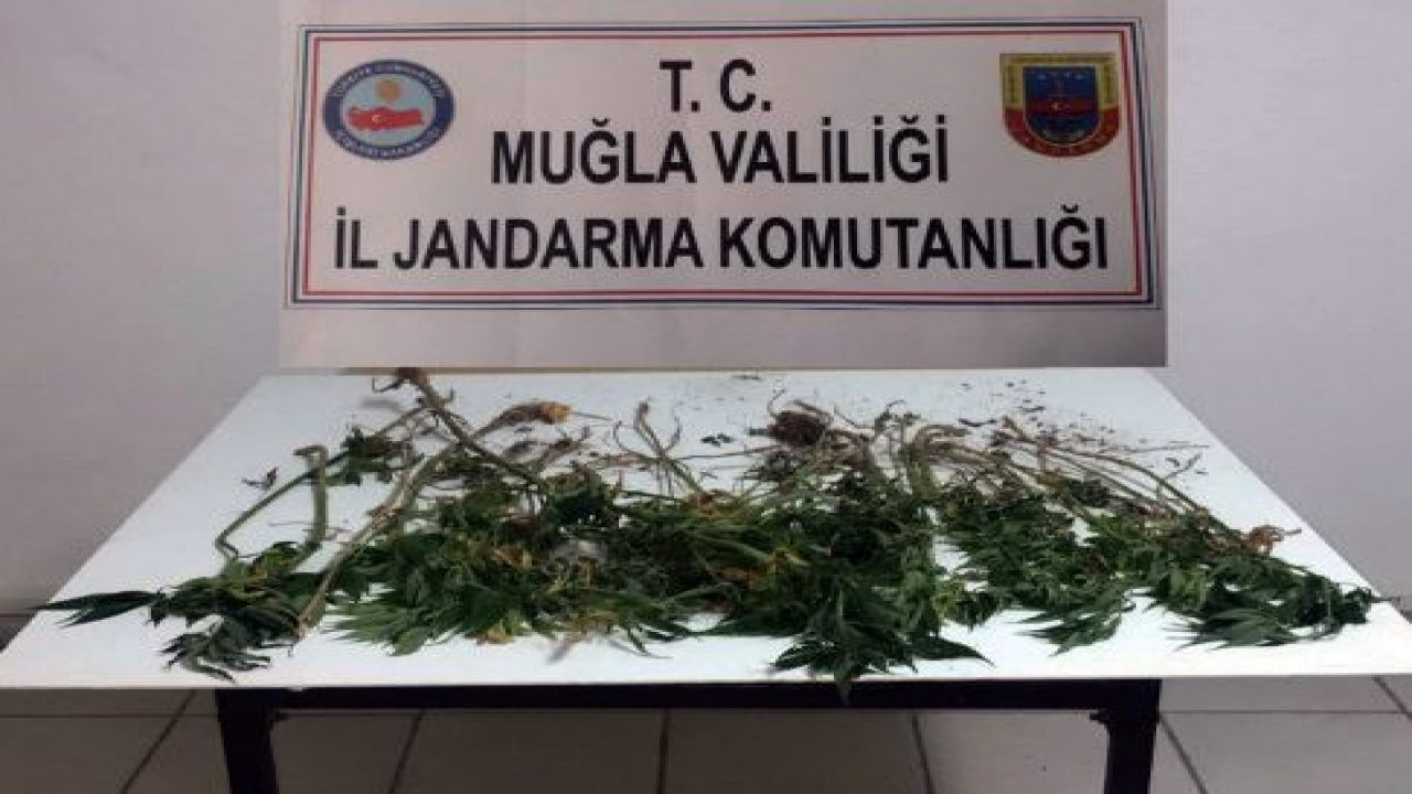 Ormanlık alanda kenevir operasyonu