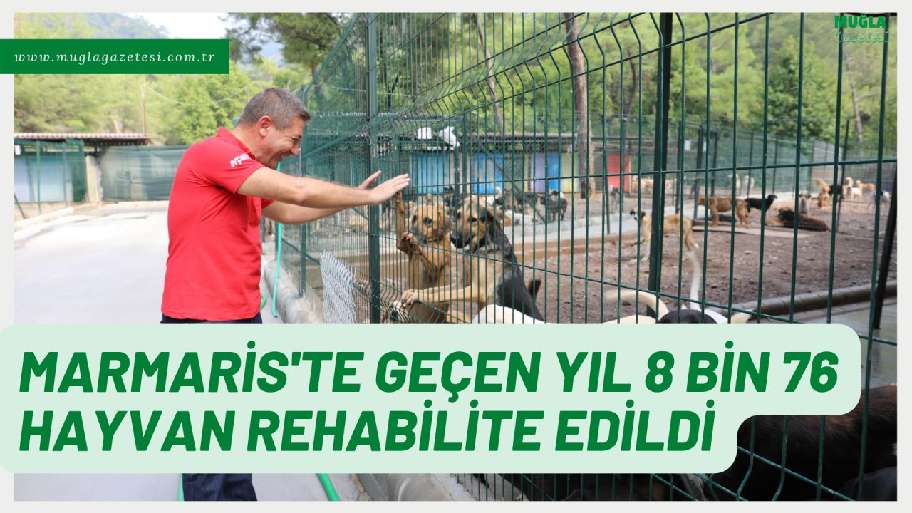 MARMARİS'TE GEÇEN YIL 8 BİN 76 HAYVAN REHABİLİTE EDİLDİ