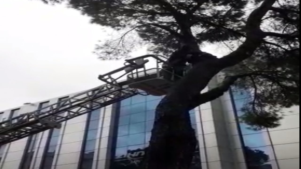 AĞAÇTA MAHSUR KALAN KEDİYİ İTFAİYE KURTARDI