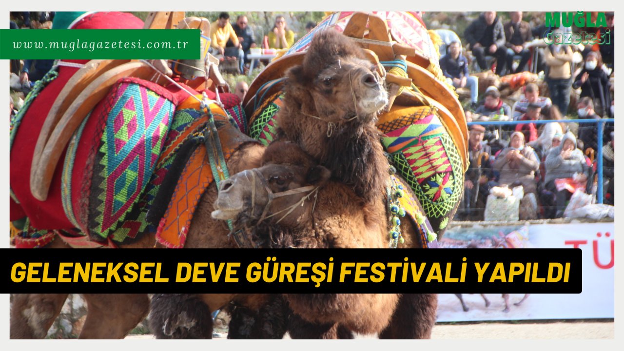 GELENEKSEL DEVE GÜREŞİ FESTİVALİ YAPILDI