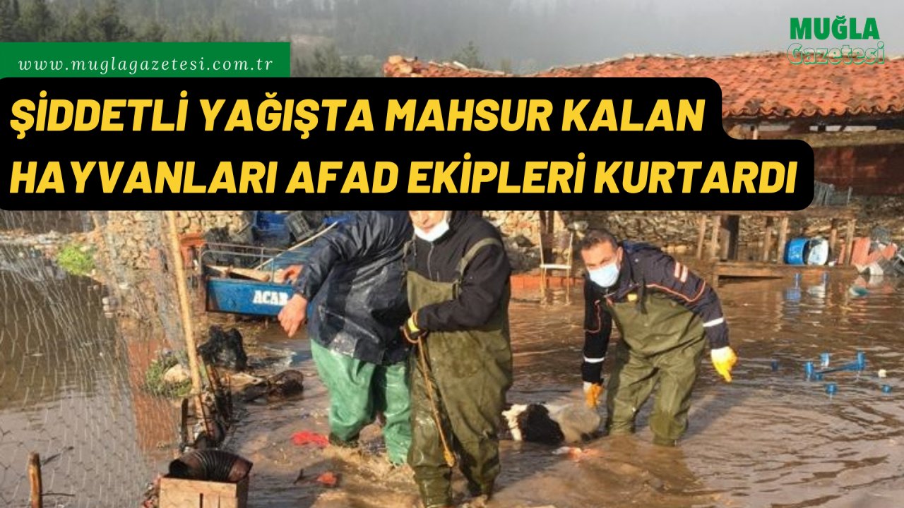 ŞİDDETLİ YAĞIŞTA MAHSUR KALAN HAYVANLARI AFAD EKİPLERİ KURTARDI