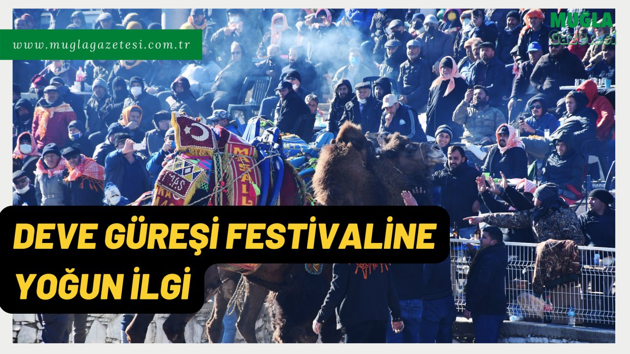 DEVE GÜREŞİ FESTİVALİNE YOĞUN İLGİ