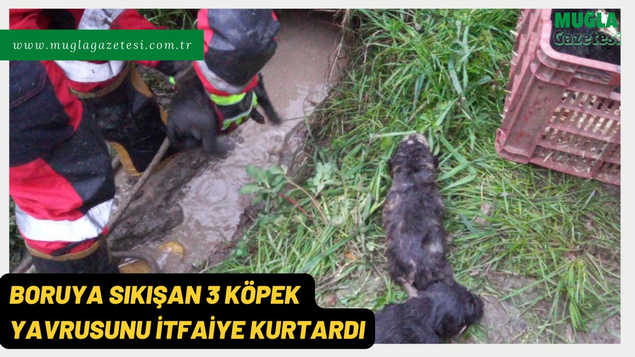 BORUYA SIKIŞAN 3 KÖPEK YAVRUSUNU İTFAİYE KURTARDI