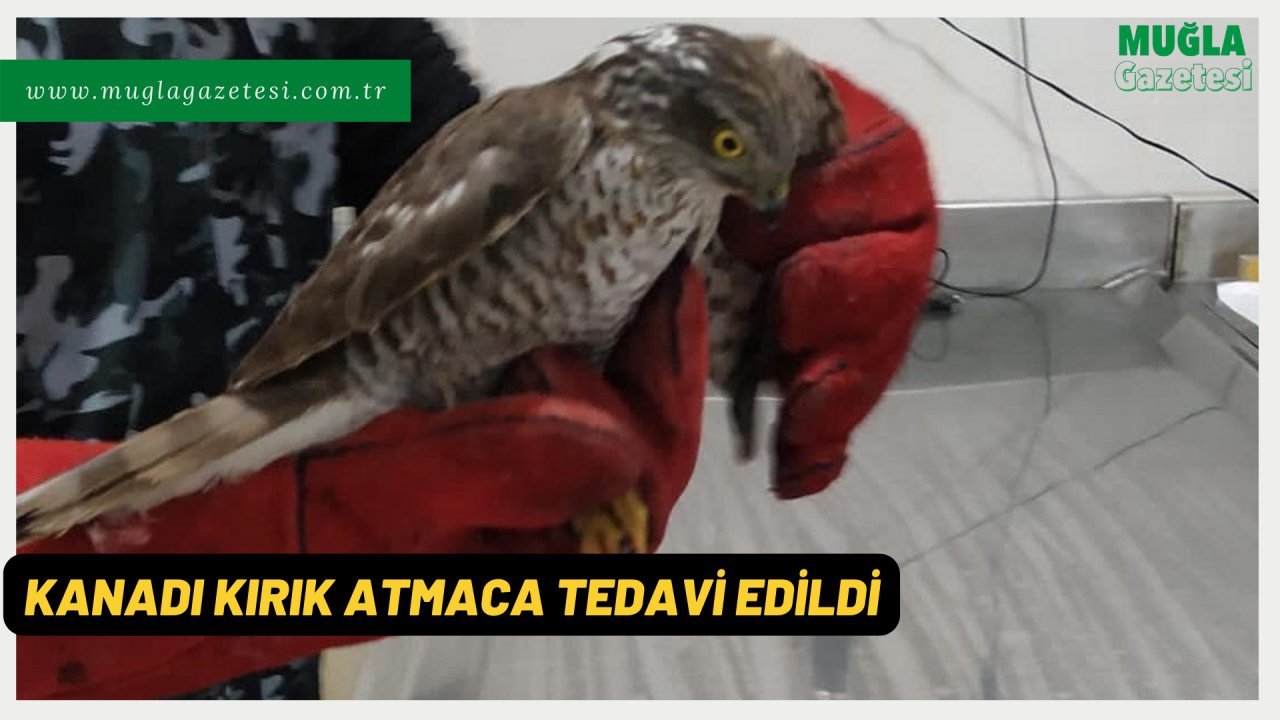 KANADI KIRIK ATMACA TEDAVİ EDİLDİ