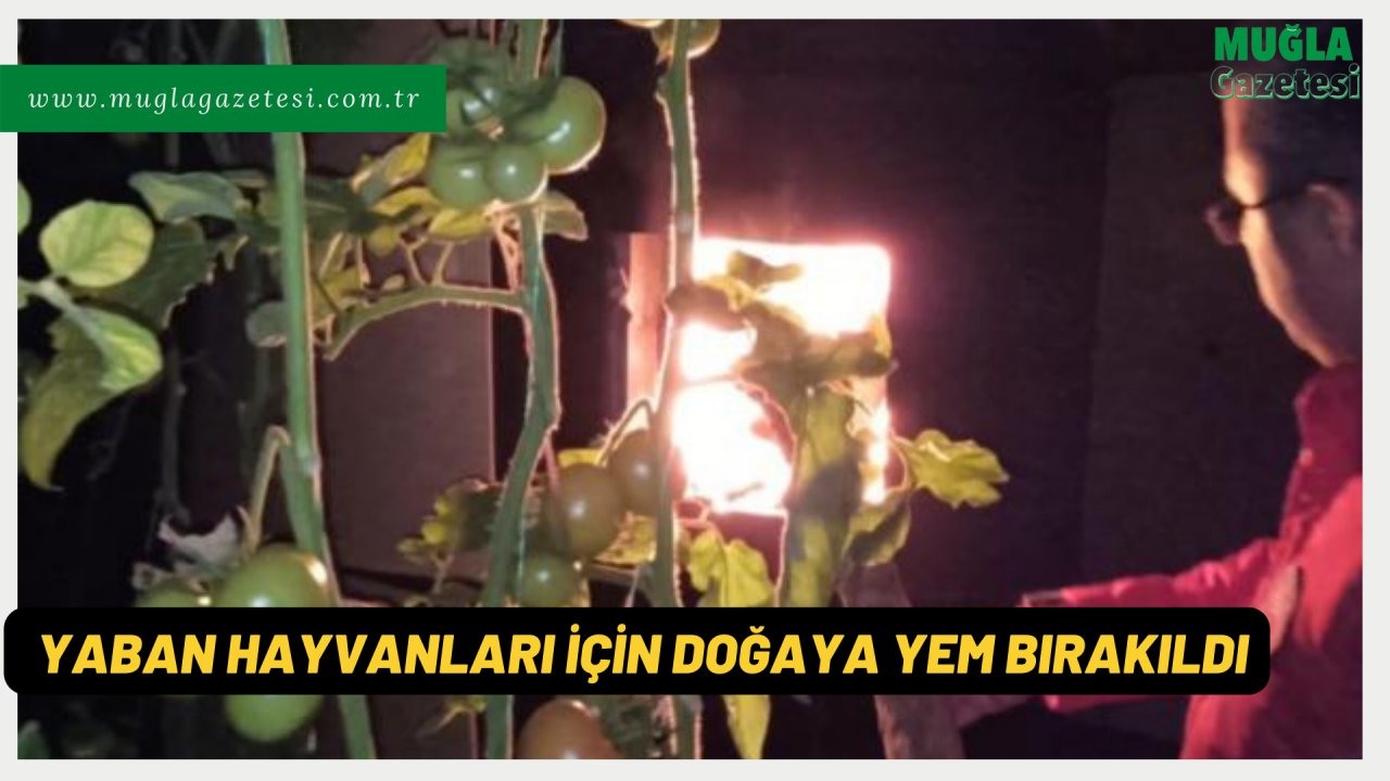 YABAN HAYVANLARI İÇİN DOĞAYA YEM BIRAKILDI