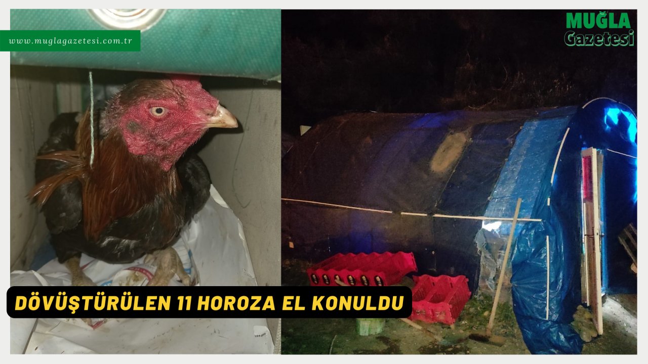 DÖVÜŞTÜRÜLEN 11 HOROZA EL KONULDU