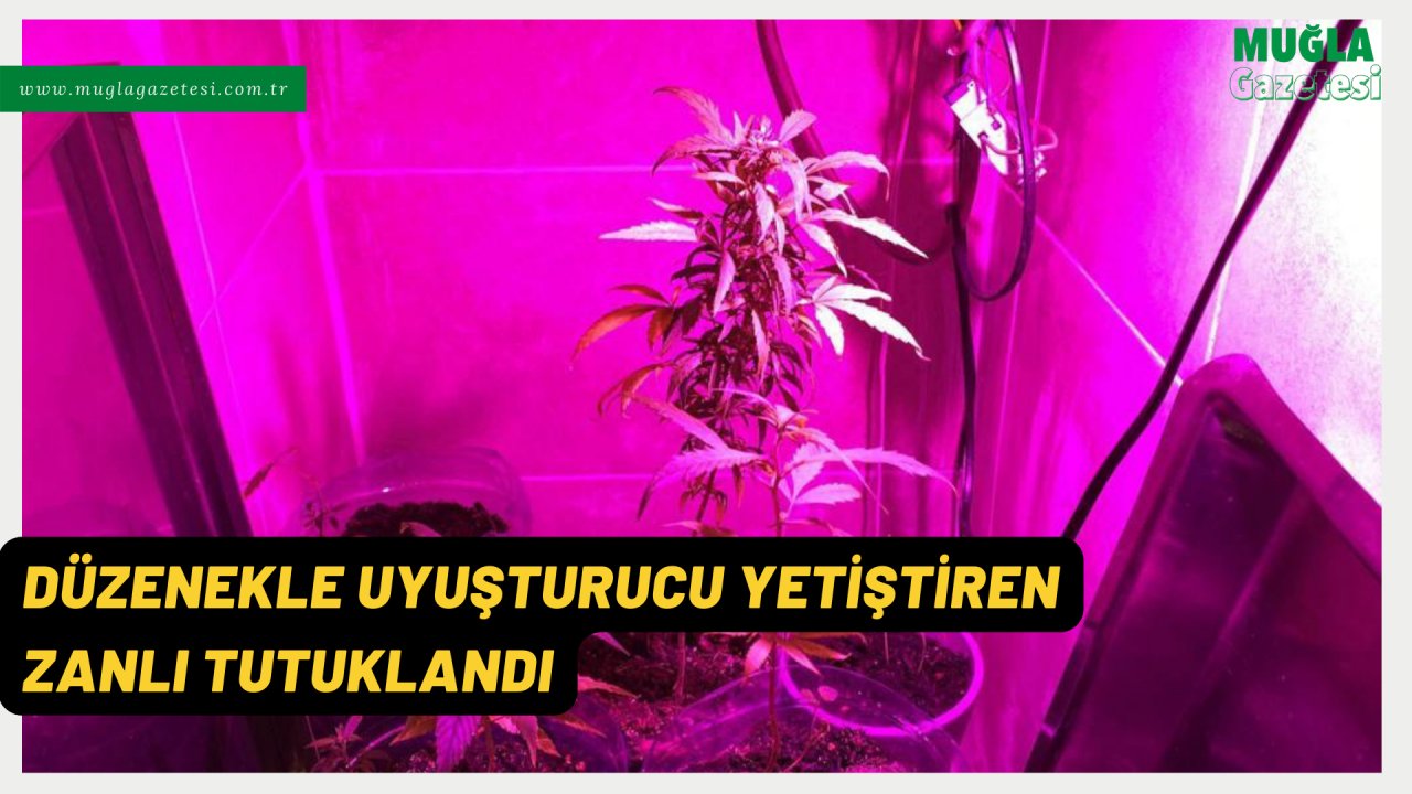 DÜZENEKLE UYUŞTURUCU YETİŞTİREN ZANLI TUTUKLANDI