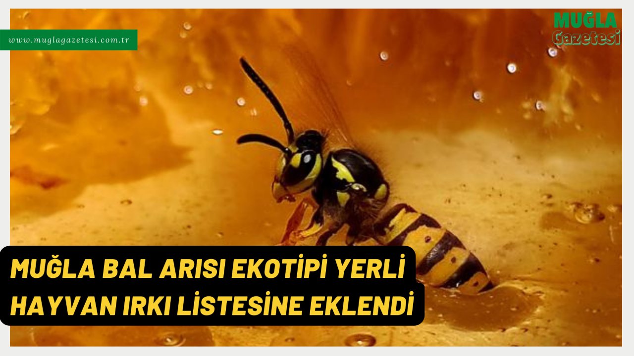 MUĞLA BAL ARISI EKOTİPİ YERLİ HAYVAN IRKI LİSTESİNE EKLENDİ