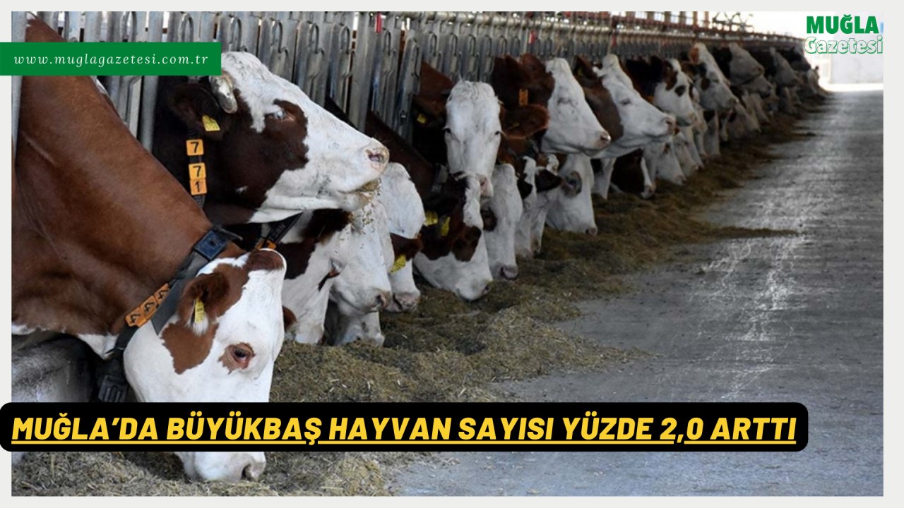 MUĞLA’DA BÜYÜKBAŞ HAYVAN SAYISI YÜZDE 2,0 ARTTI