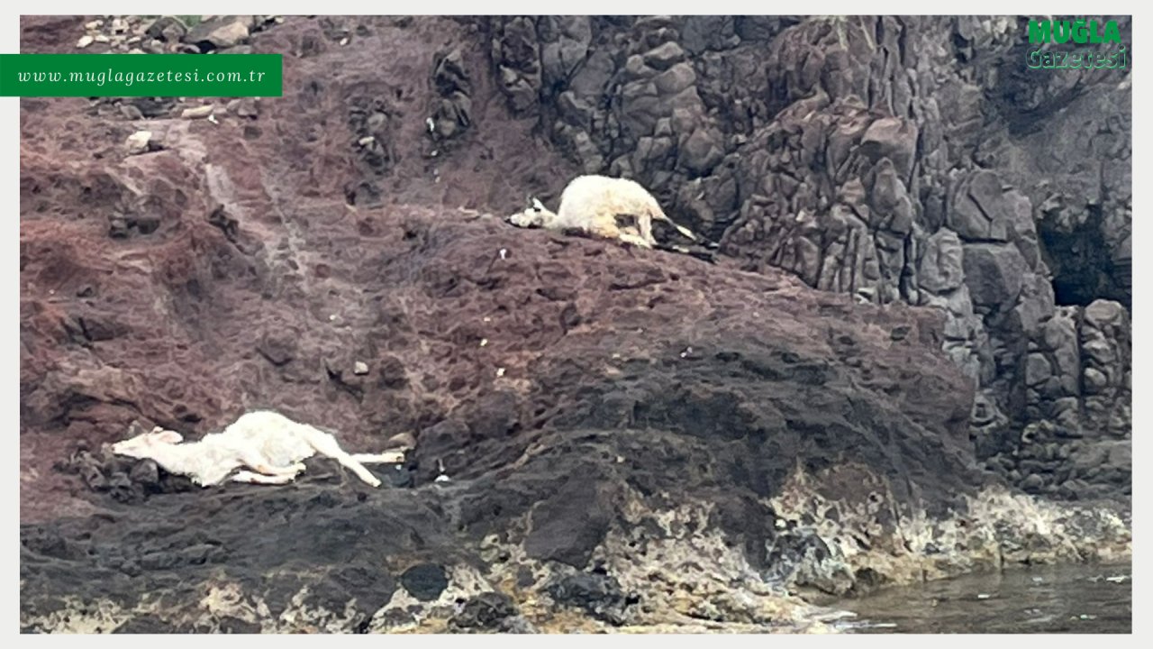 KÖPEKLERİN SALDIRISINA UĞRAYAN KOYUNLAR TELEF OLDU