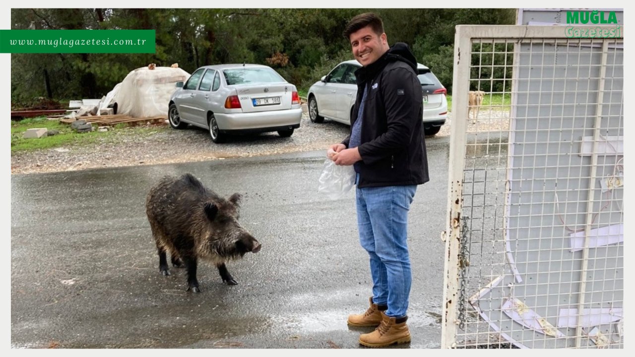 Bodrum'da yaban domuzunu elleriyle besliyorlar