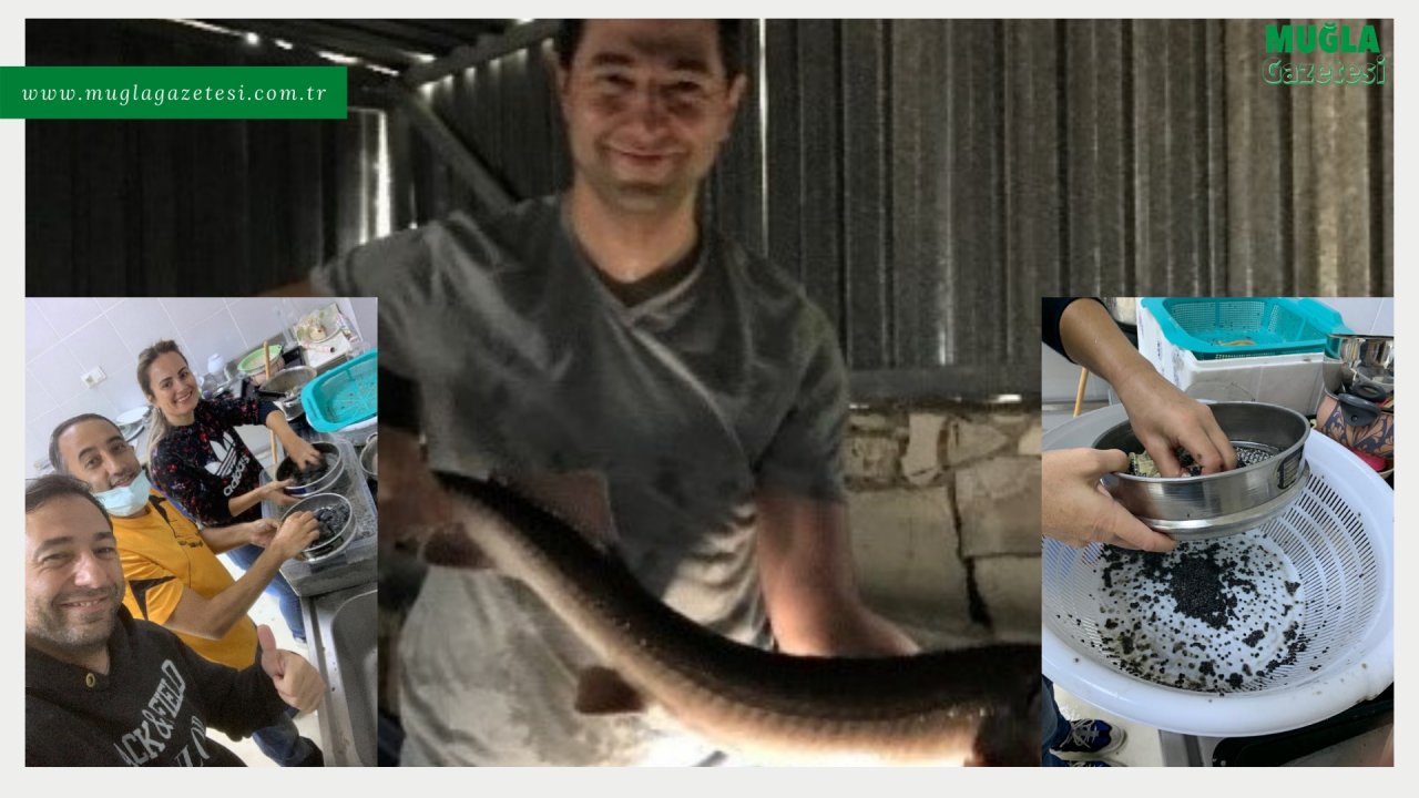 ÜNİVERSİTE MERSİN BALIĞINDAN HAVYAR ÜRETİYOR