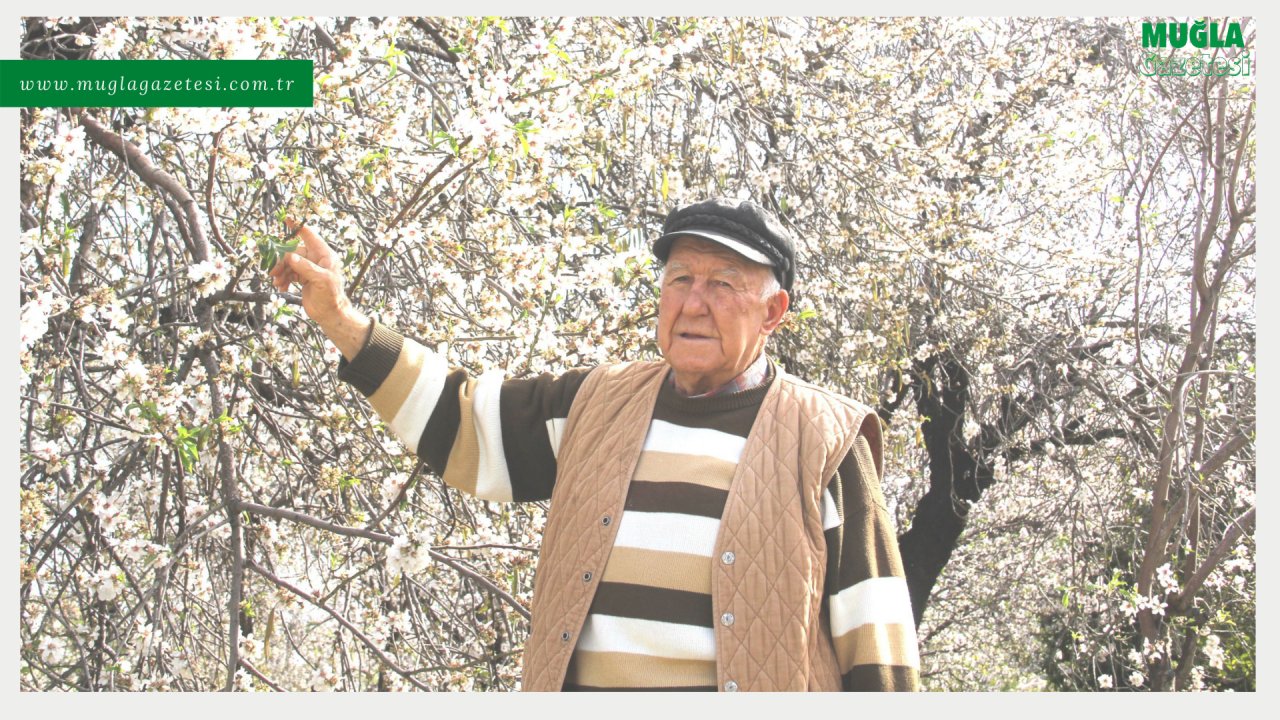 DATÇA'DA MEVSİMİN İLK BADEM ÇAĞLASI HASADI HAFTAYA BAŞLAYACAK
