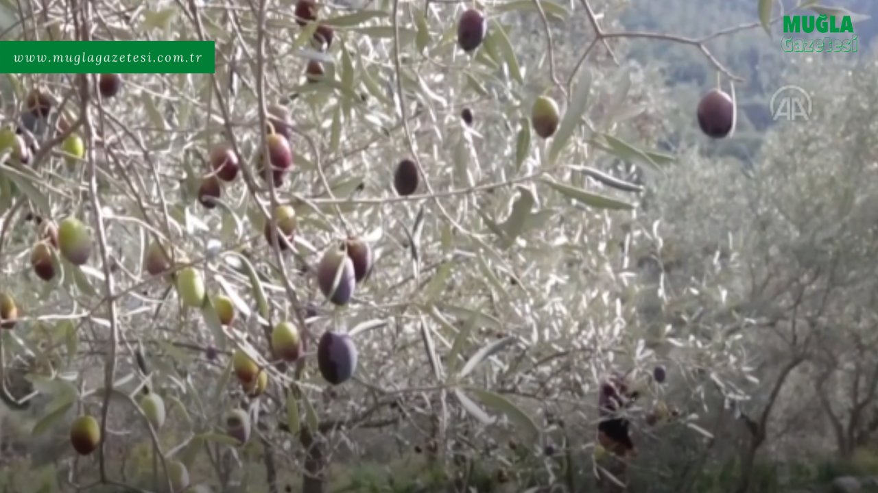 COĞRAFİ İŞARETLİ MİLAS ZEYTİNYAĞI 