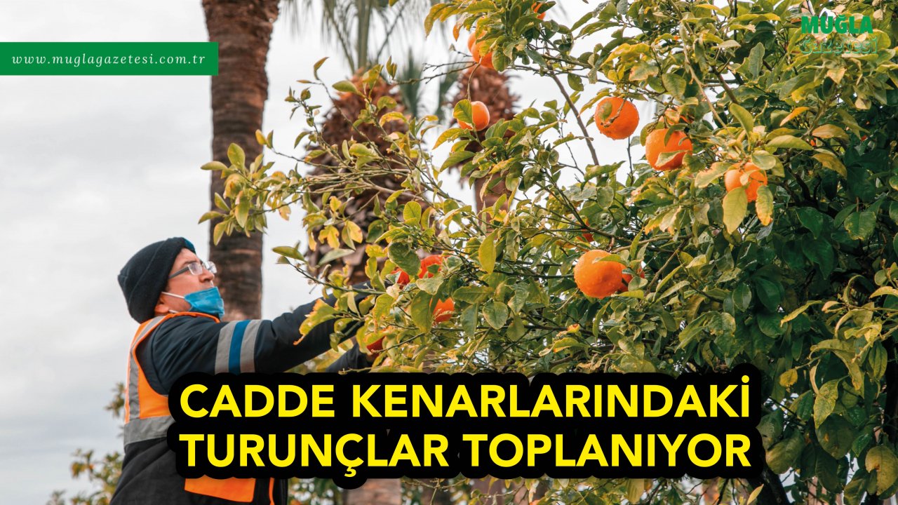 CADDE KENARLARINDAKİ TURUNÇLAR TOPLANIYOR