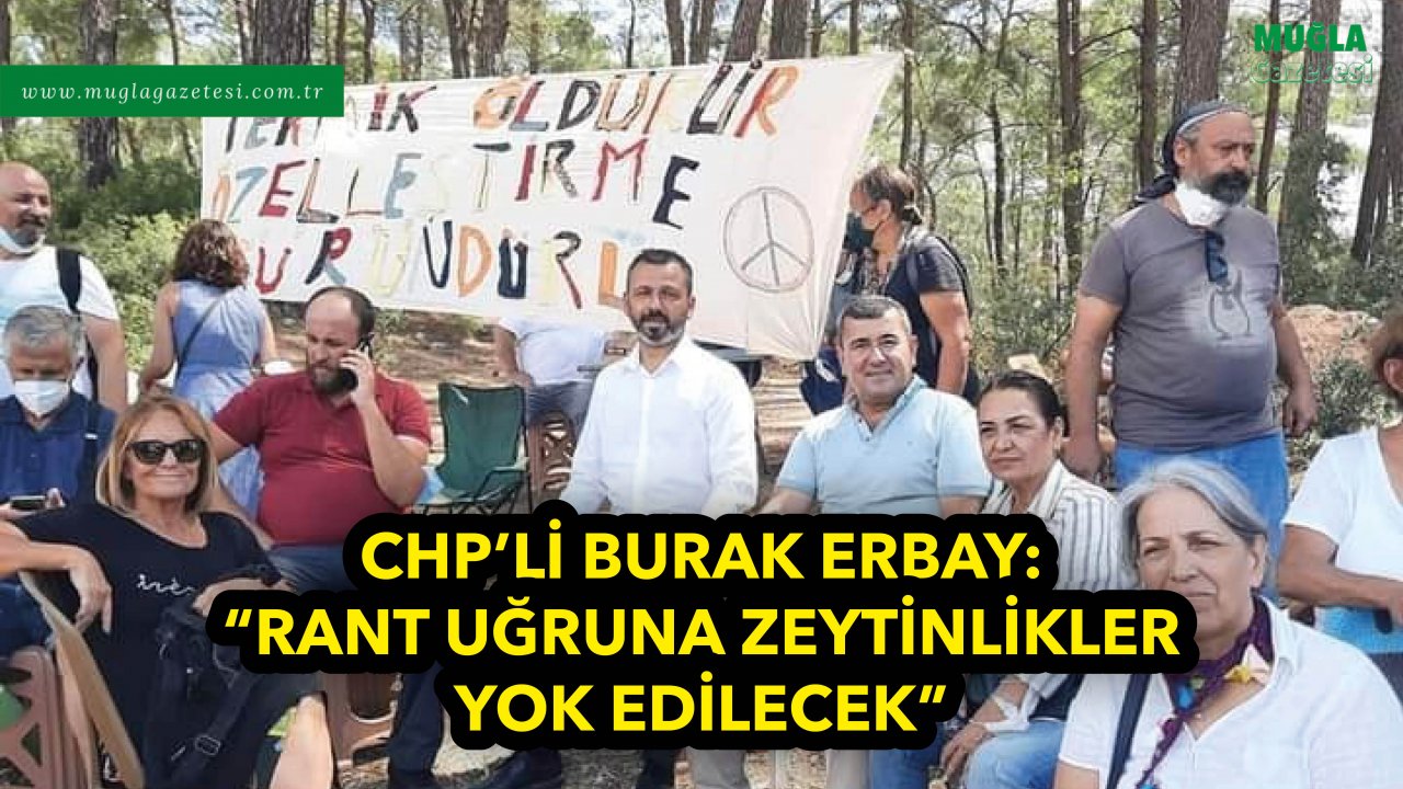 CHP’Lİ BURAK ERBAY:  “RANT UĞRUNA ZEYTİNLİKLER YOK EDİLECEK”