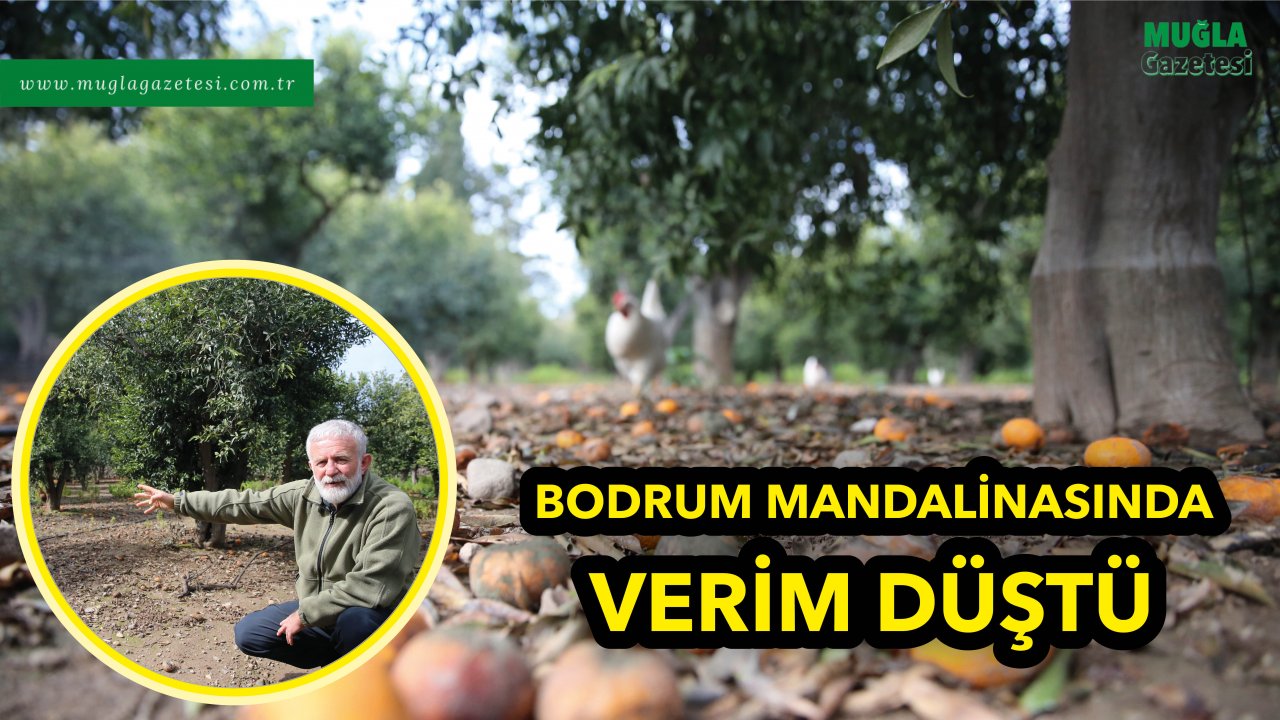 BODRUM MANDALİNASINDA VERİM DÜŞTÜ