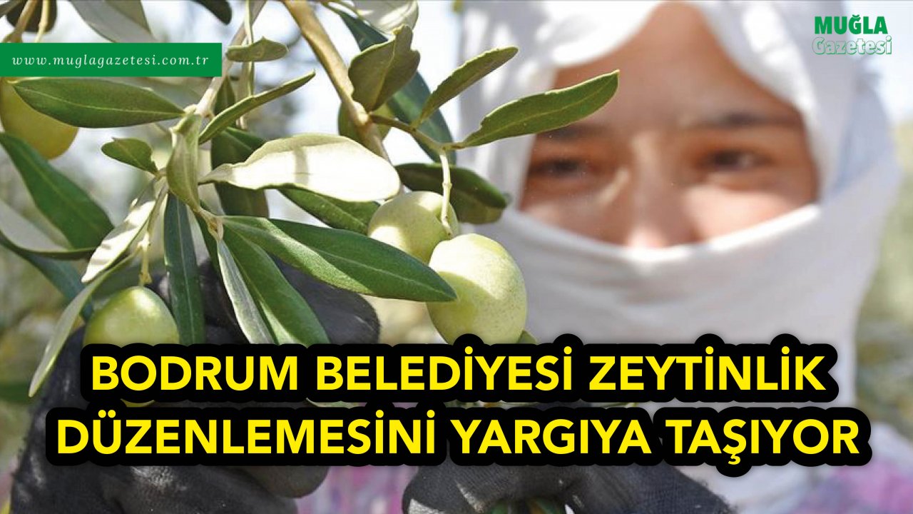 BODRUM BELEDİYESİ ZEYTİNLİK DÜZENLEMESİNİ YARGIYA TAŞIYOR