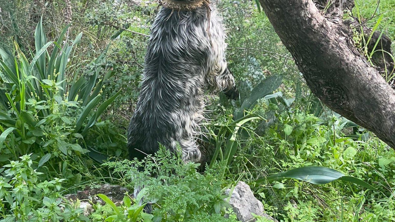 AKYAKA'DA AV KÖPEĞİ AĞACA ASILI HALDE BULUNDU