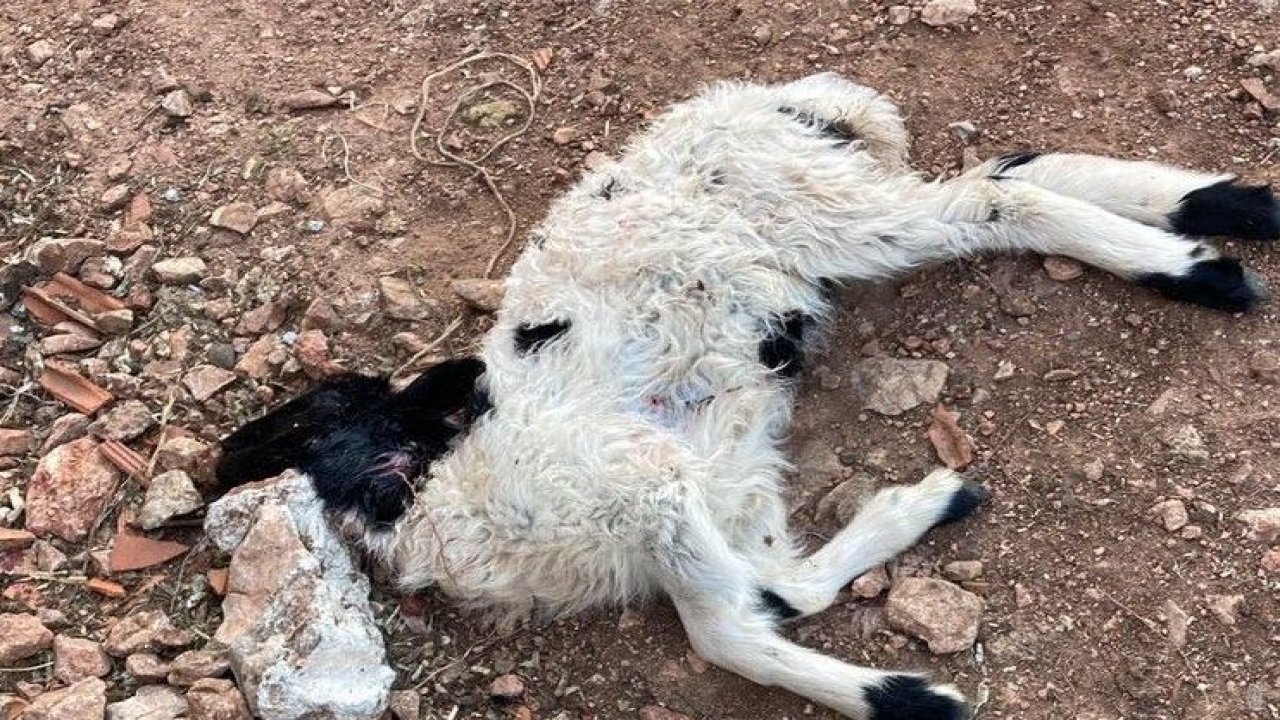 2 KOÇ 1 KUZU TELEF OLDU