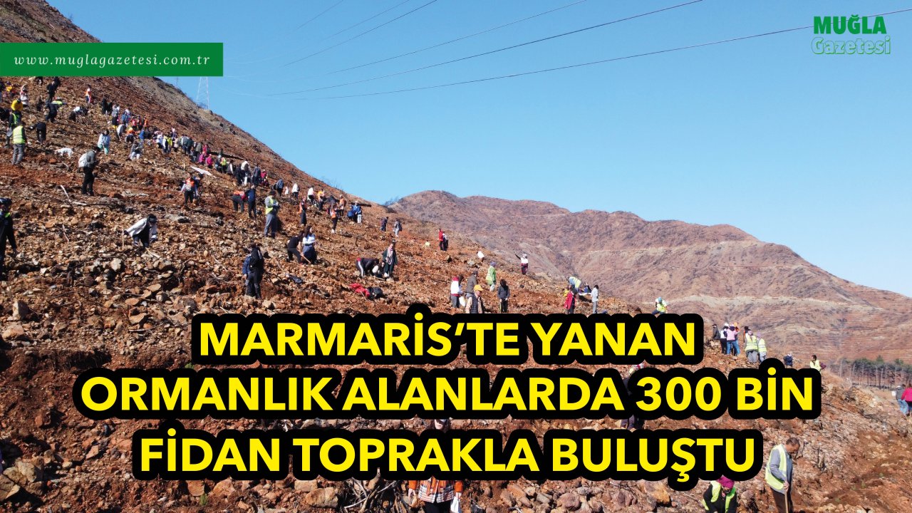 MARMARİS'TE YANAN ORMANLIK ALANLARDA 300 BİN FİDAN TOPRAKLA BULUŞTU