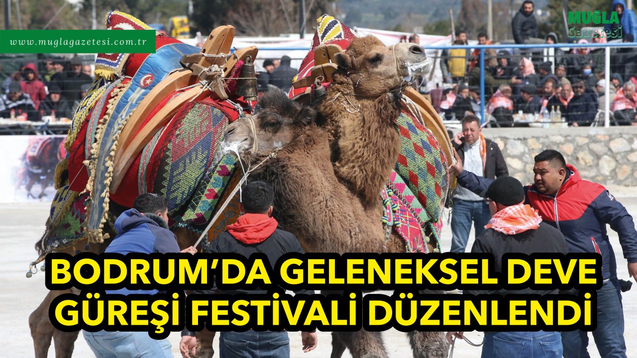 BODRUM'DA GELENEKSEL DEVE GÜREŞİ FESTİVALİ DÜZENLENDİ