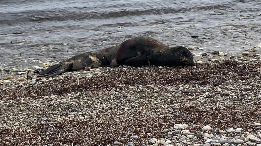 “AKDENİZ FOKLARININ YAŞAM MÜCADELESİ SÜRÜYOR”