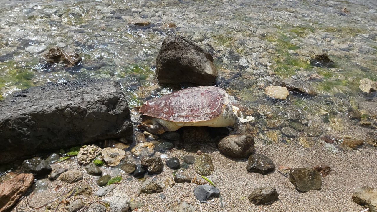 DATÇA'DA ÖLÜ CARETTA CARETTA KIYIYA VURDU