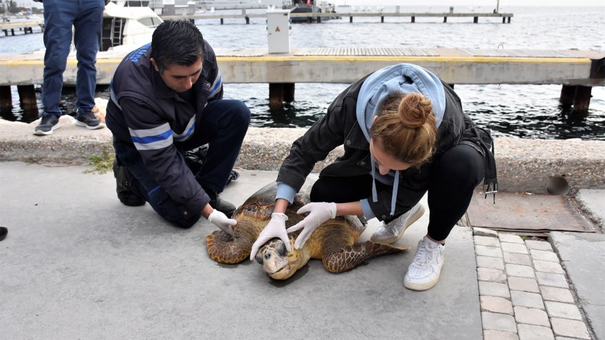SUDA HAREKETSİZ HALDE BULUNAN DENİZ KAPLUMBAĞASI TEDAVİYE ALINDI
