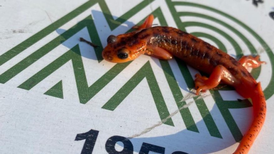 GÖCEK SEMENDERİ KAÇAKCISINA 600 BİN TL CEZA