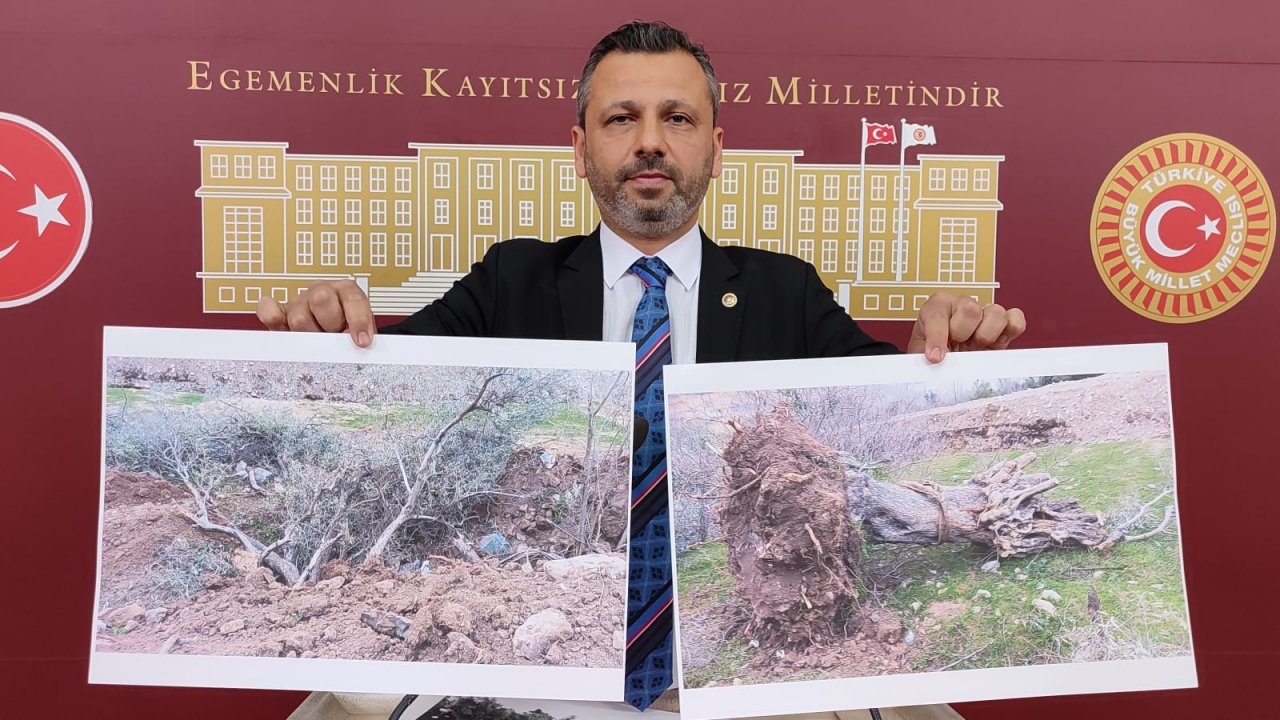 CHP’li vekillerden zeytin için Danıştay’a çağrı: “YASAYA AYKIRI YÖNETMELİKLE KIYIM YAPILIYOR”