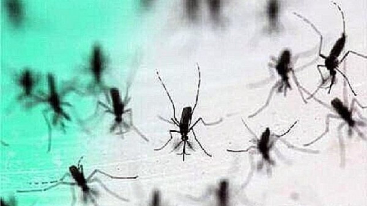 Güllük’te sivrisinek istilası