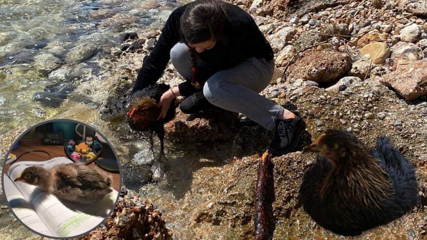 EVCİL TAVUĞUNA GÖZÜ GİBİ BAKIYOR